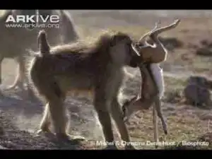 Video: THE TOP 10 || TOP 10 BABOON ATTACKS || Baboon vs Impala, Lion, Leopard, Wild Dogs, Crocodile